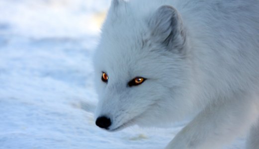 Rabies detected in three Arctic foxes on Svalbard