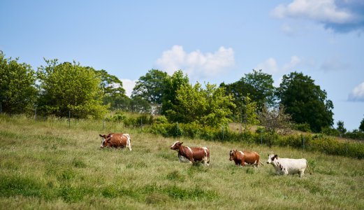 Risk of Infection on Pasture Often Overlooked