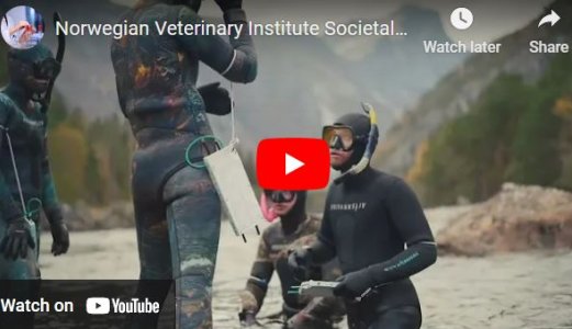 Video: The Norwegian Veterinary Institute's societal mission