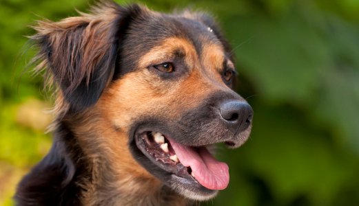 Normalized situation in dogs in Norway