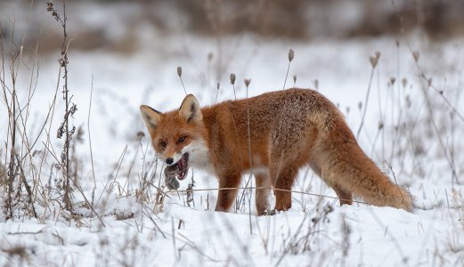 Researching more environmentally friendly mouse and rat poisons