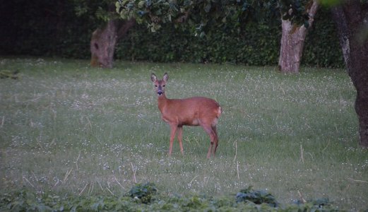 The Veterinary Institute has confirmed CWD in the red deer from Etne in Norway