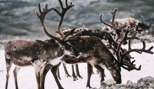 Chronic Wasting Disease (CWD) identified in a wild reindeer at Hardanger Plateau