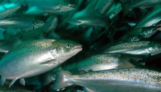 Group of experts sees insignificant covid-19 risk associated with aquatic food animals