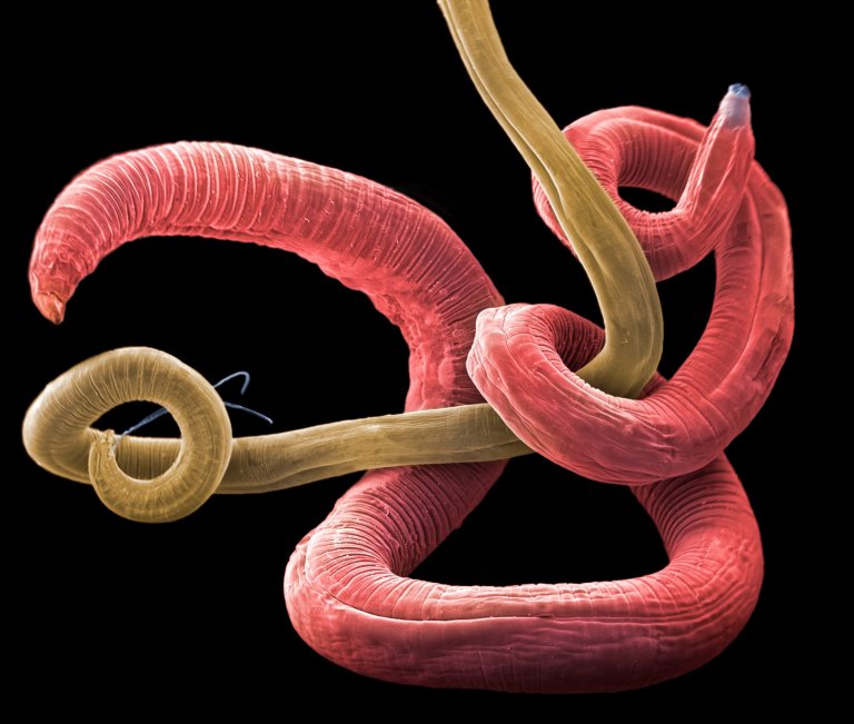 JWN_I_Roundworms_web