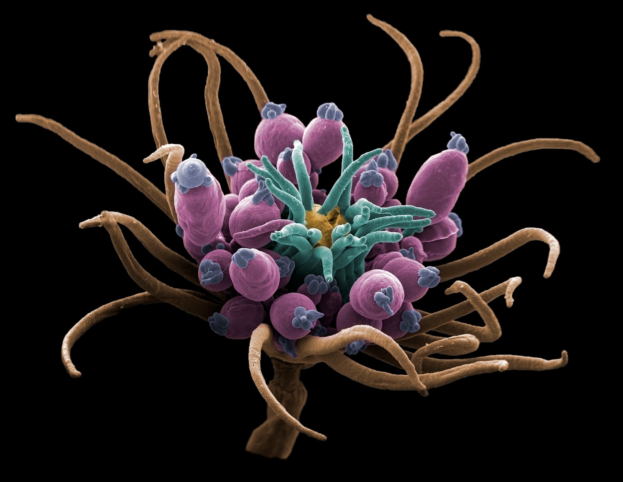 JWN_II_Hydroid_web