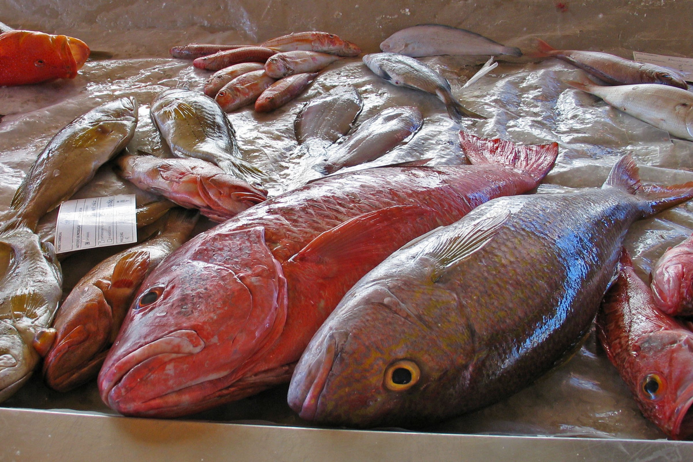 The SensiList method can be used for fresh fish, production environment and surfaces and for processed products. Photo: Taran Skjerdal