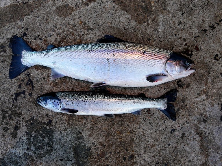 Normal vs PD fisk foto Trygve Poppe.jpg