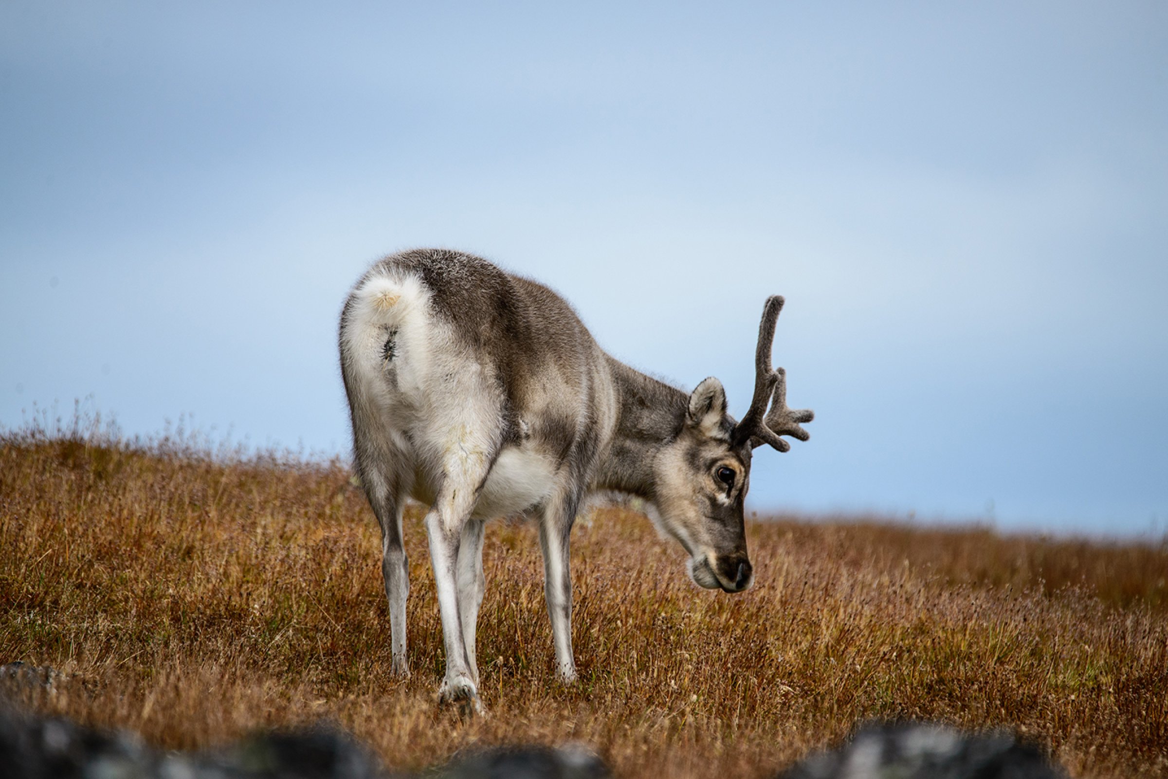 Female reindeer. Illustrationphoto Colourbox
