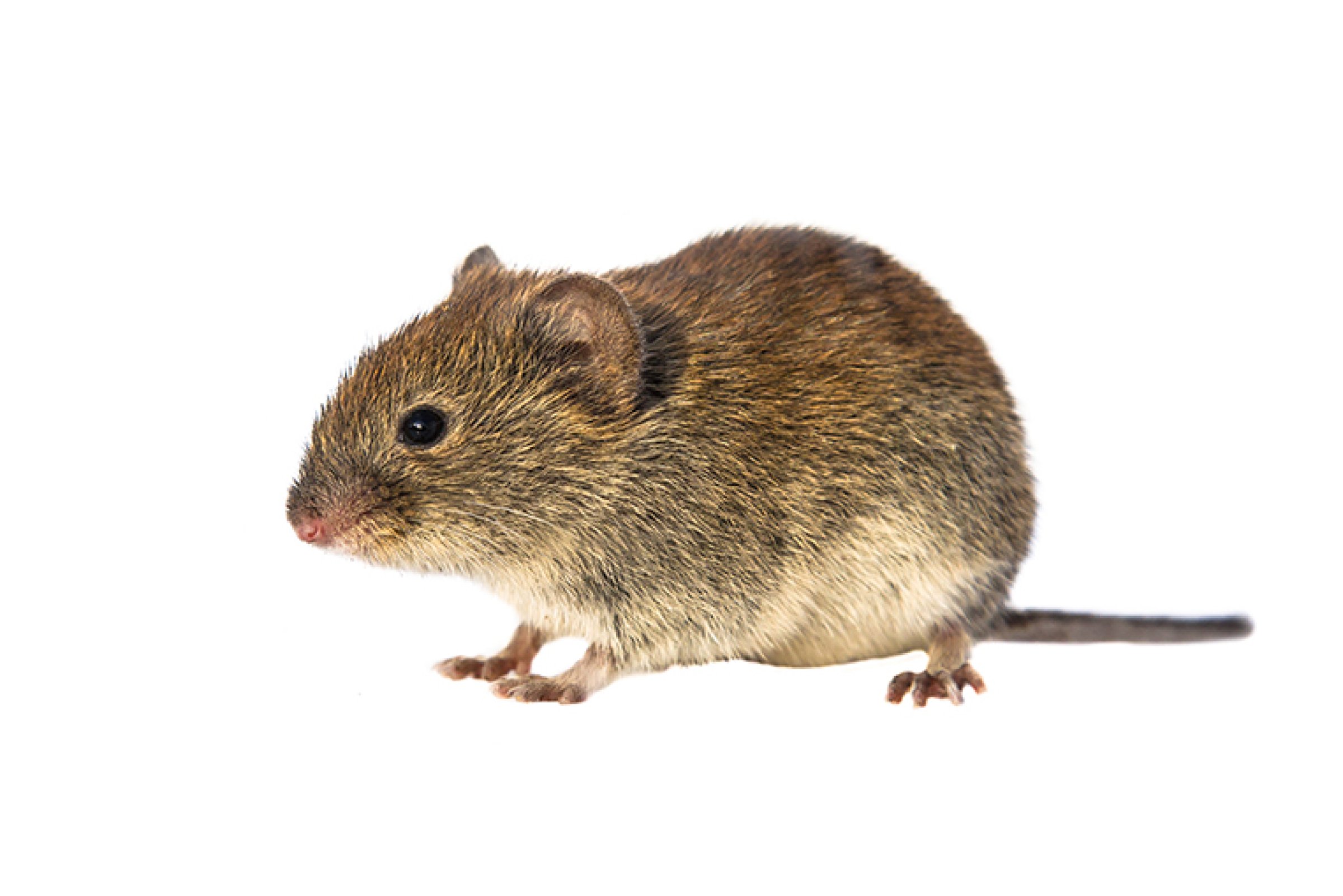 Bank vole (Myodes glareolus). This is a species that is very susceptible to prion diseases and is therefore well suited for such studies. . Photo Shutterstock