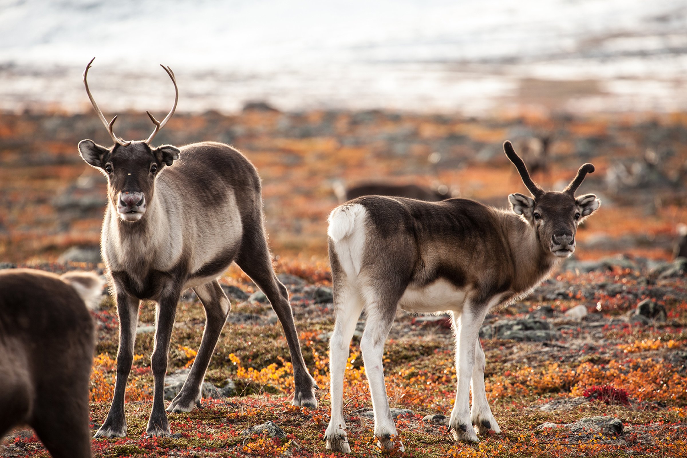 The Norwegian Veterinary Institute  has now disproved the finding of CWD in the reindeer. Photo: Shutterstock.