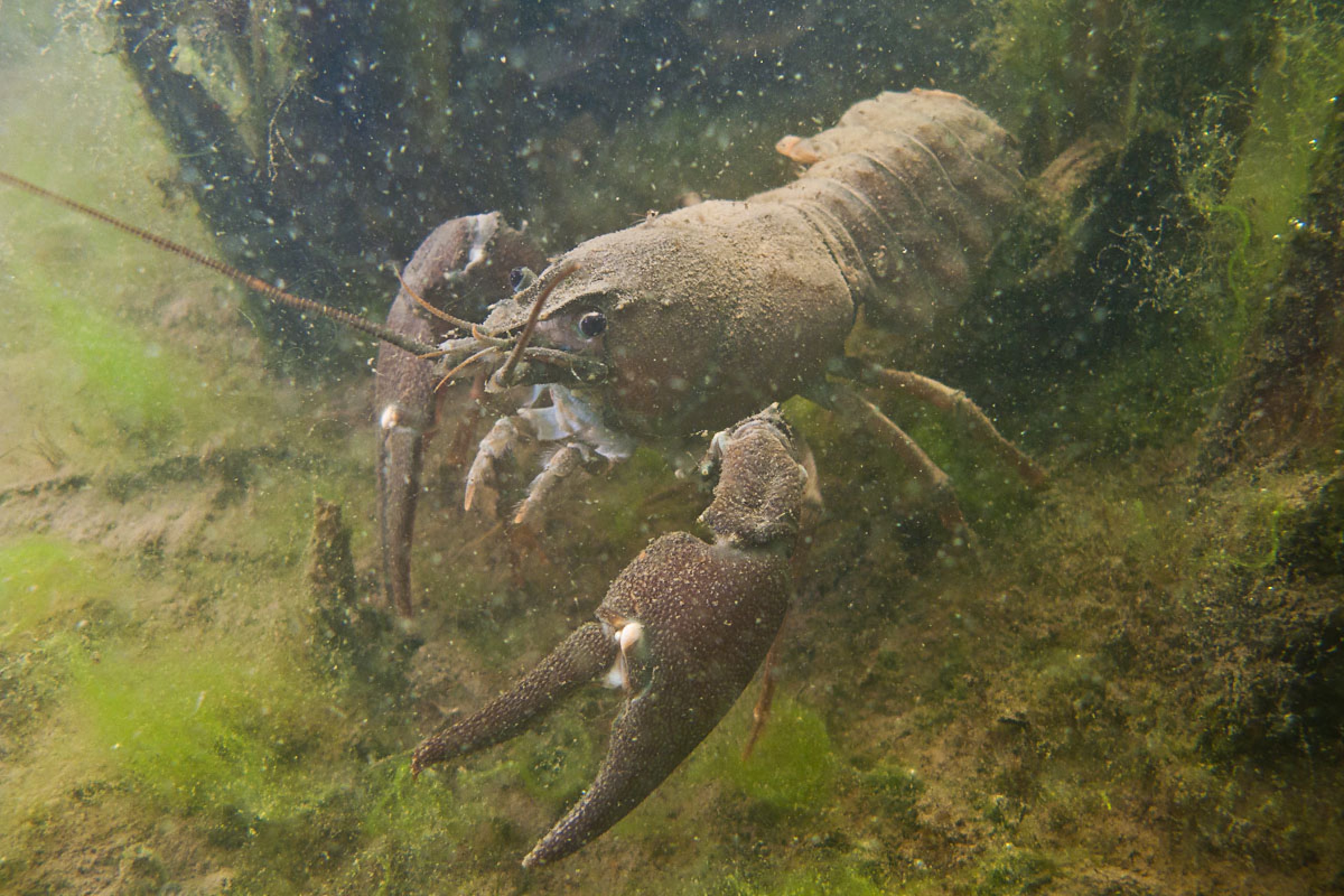 North American signal crayfish (Pacifastacus leniusculus) is invasive in Europe. It is a carrier of the parasitic oomycete Aphanomyces astaci, which causes lethal crayfish plague in European freshwater crayfish. Photo by David A. Strand