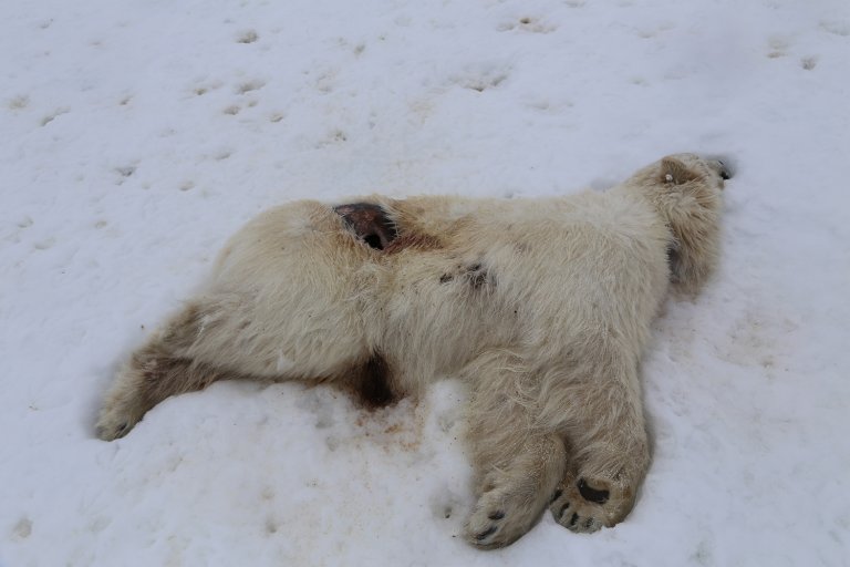 Avian influenza virus was detected in a brain sample from the polar bear. Photo: Ingebjørg H. Nymo, Norwegian Veterinary Institute.