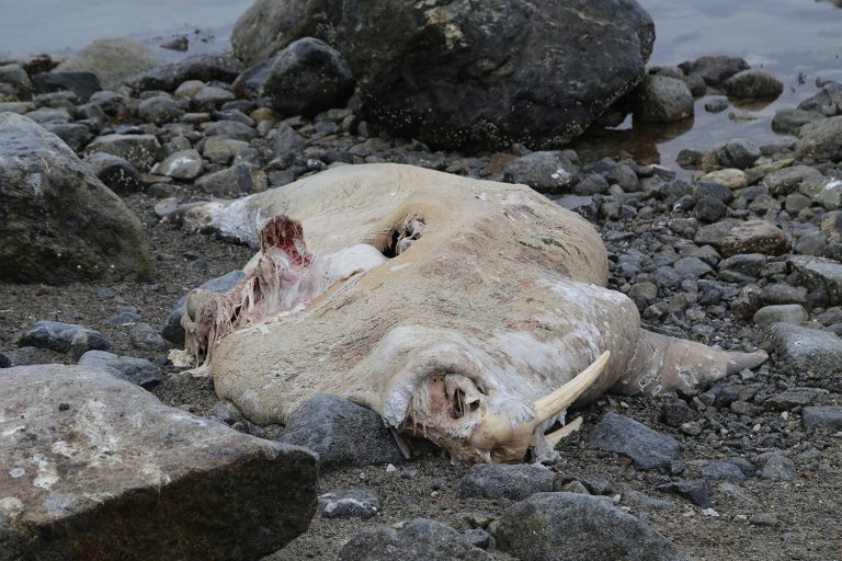 Walrus carcass on the shore in Svalbard. Despite the walrus being heavily decomposed, it was still possible to detect the avian influenza virus in the brain. Photo: Ingebjørg H. Nymo, Norwegian Veterinary Institute.