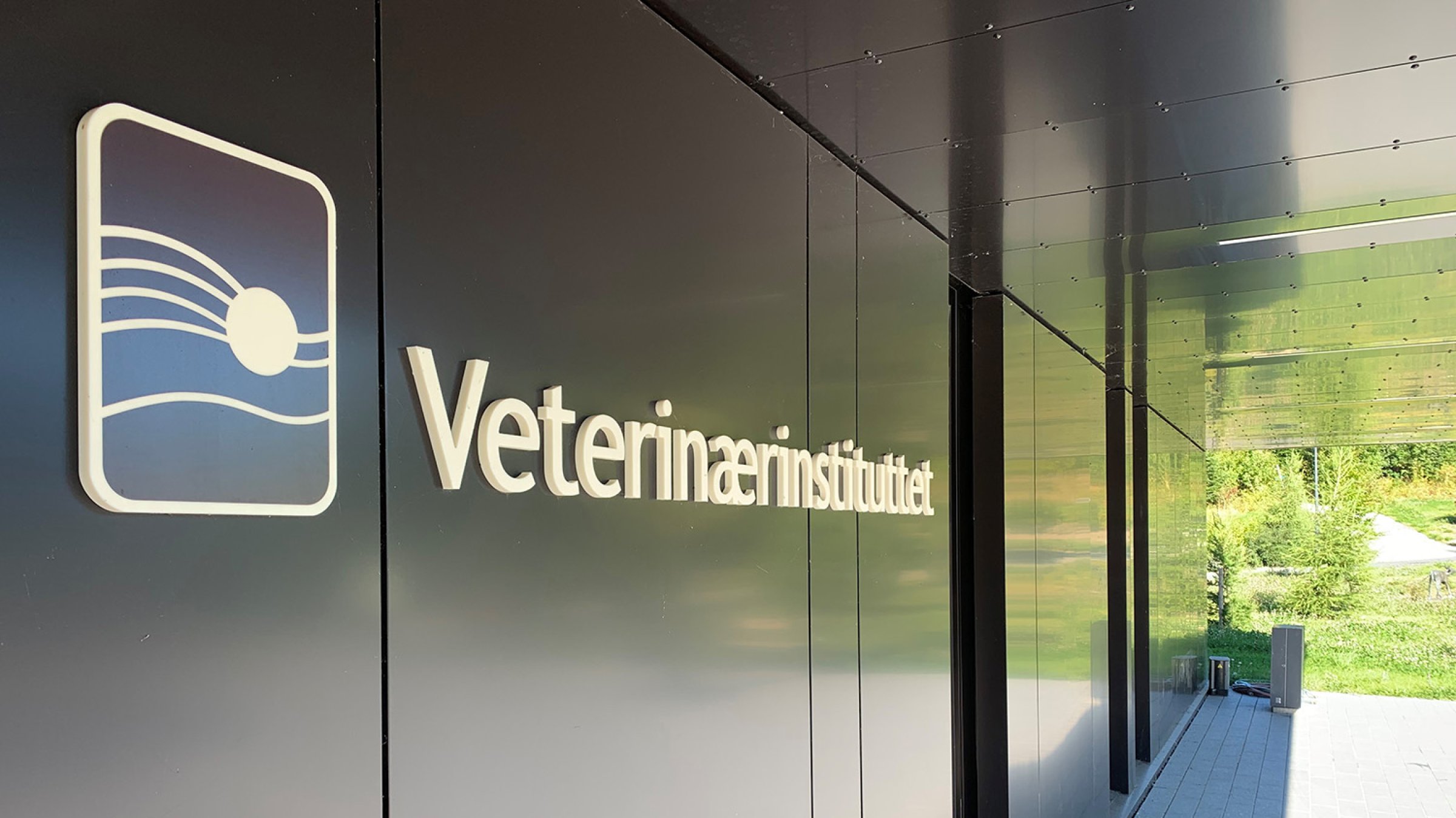 The Norwegian Veterinary Institute (NVI) was asked to perform post mortem examinations on the walrus. Photo: Bente Paulson/Veterinærinstituttet