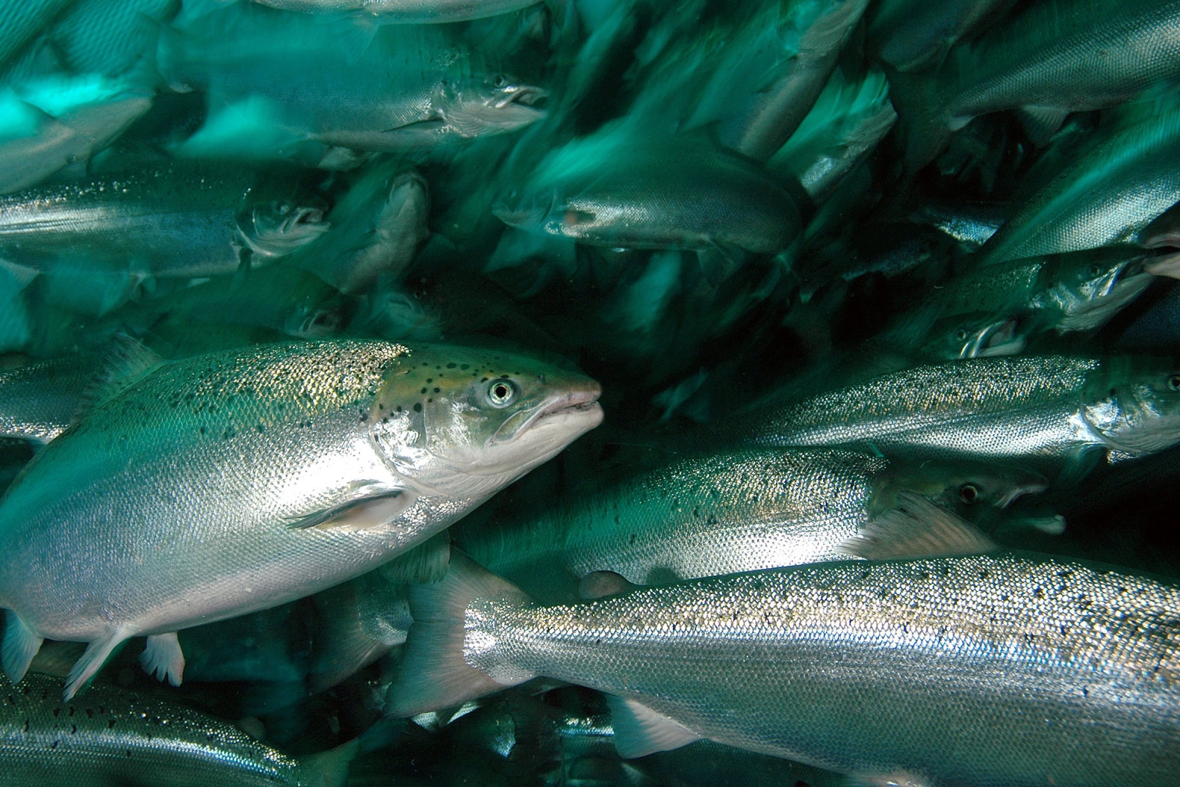 Coronavirus is only reported to infect mammals. Currently there is no evidence to suggest that SARS-CoV-2 virus, which causes covid-19, can infect aquatic food. Photo: Rudolf Svensen, UW Photo
