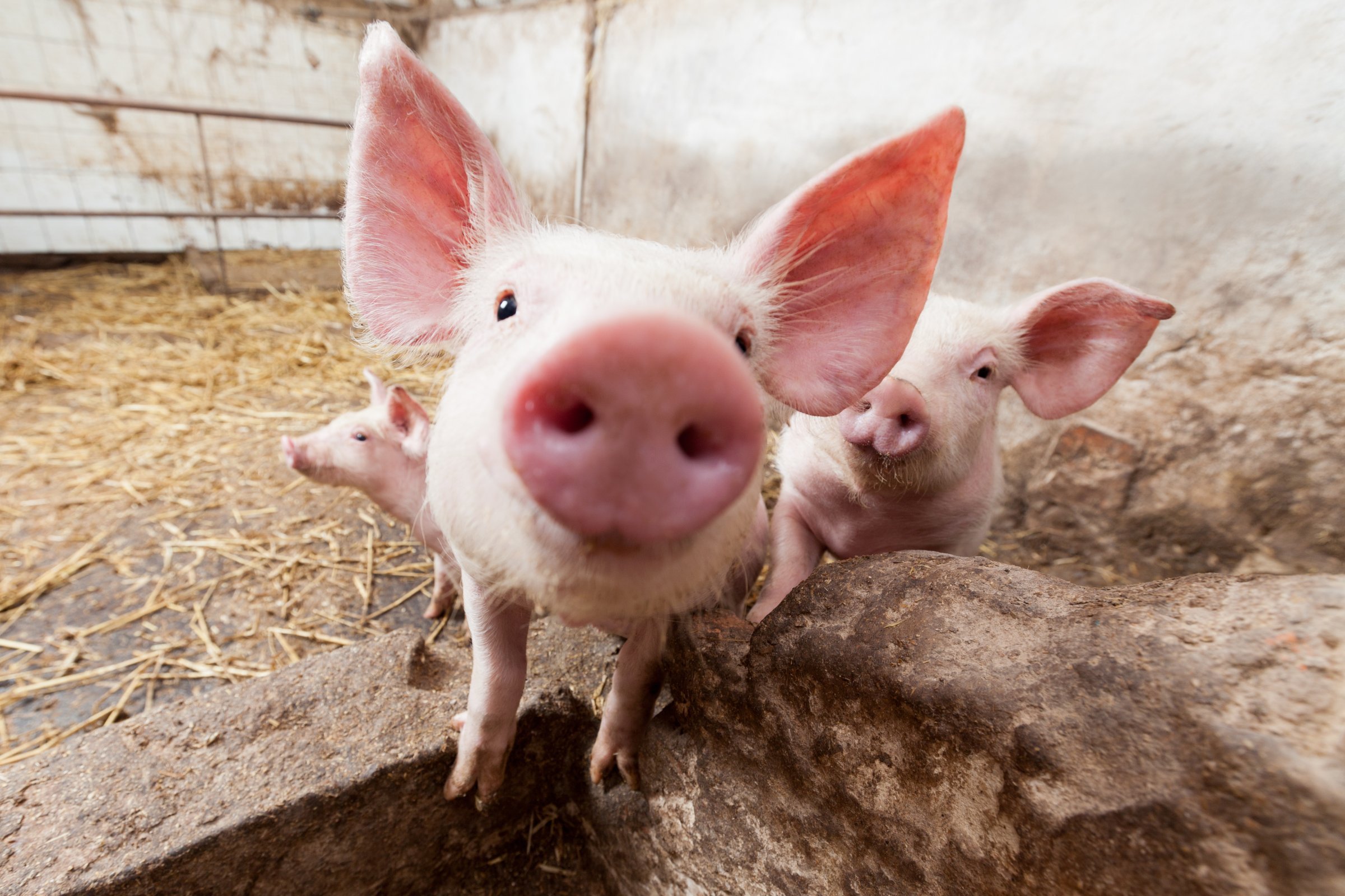 PRCV cannot infect humans, or livestock other than pigs. PRCV infects the respiratory tract of the pig, and an animal can be infected but exhibit no or only mild signs. Photo: Shutterstock