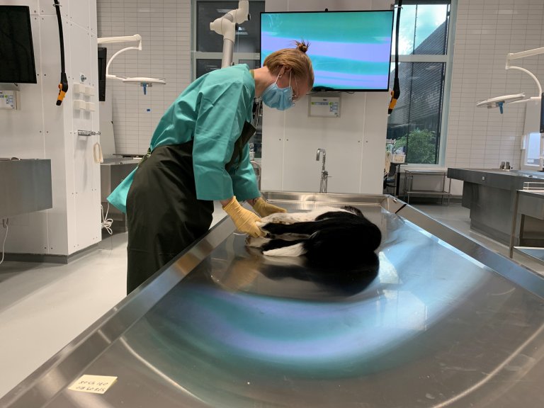Post-mortem examination of a dog at the Norwegian Veterinary Institute. (Photo: Bryndis Holm / Norwegian Veterinary Institute)