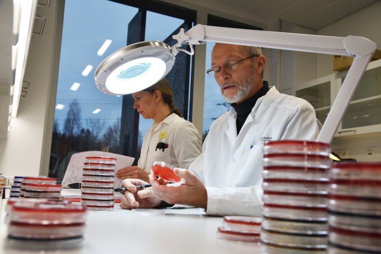 Post-incubation reading of bacteriological culture samples from sick animals and post-mortem material. Veterinarians Solveig Mo Sølverød and Bjarne Bergsjø are pictured in another context. (Photo: Mari M. Press / Norwegian Veterinary Institute)