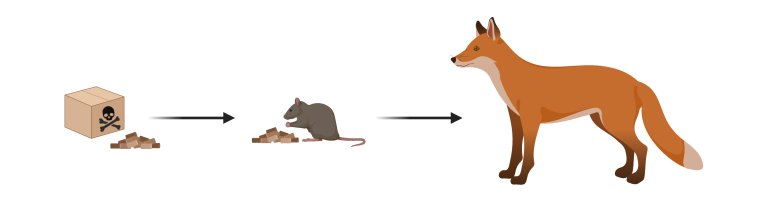 Indirect exposure of predators to anticoagulant rodenticides (ARs) through consumption of exposed small rodents. Ingunn A. Samdal, created using BioRender.
