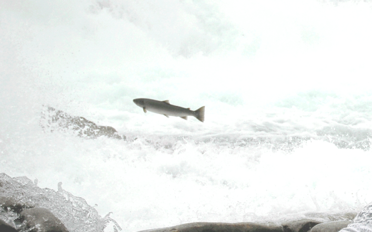 Spawning salmon in a Norwegian river. Photo: Ketil Skår, The Norwegian Veterinary Institute