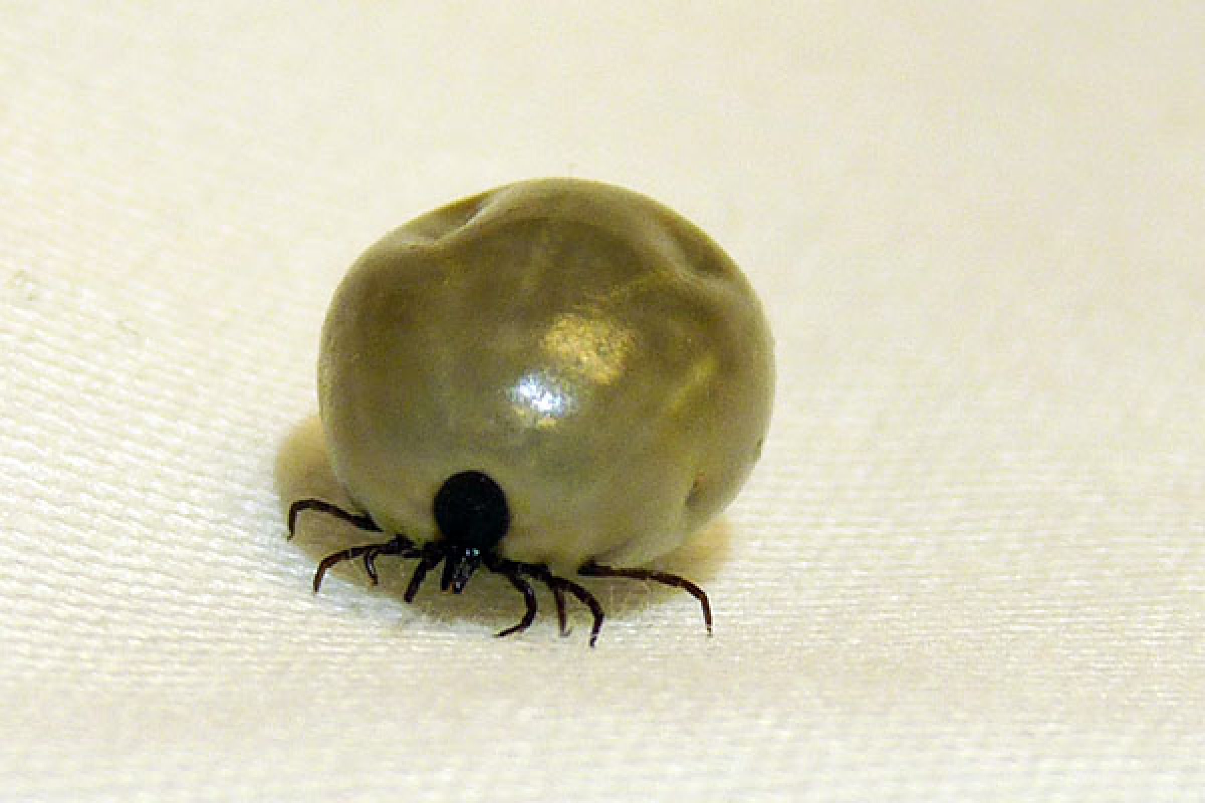 The tick Ixodes ricines. Photo: Inger Sofie Hamnes, Norwegian Veterinary Institute