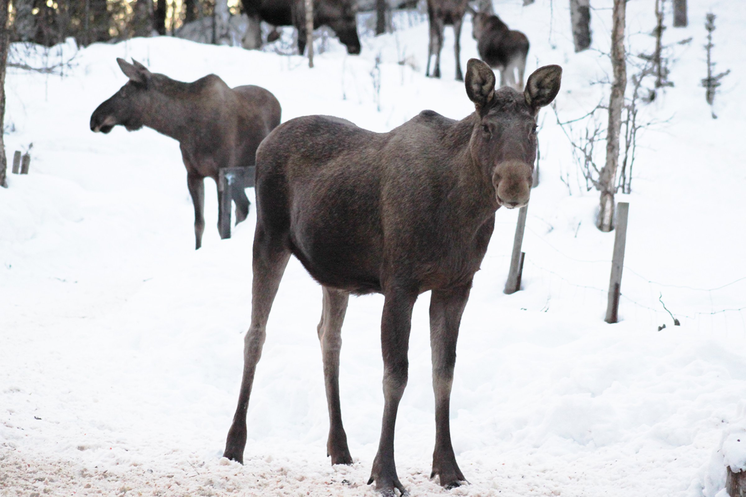 The study strengthens the hypothesis that cervids can be an additional tool to map the prevalence of this virus in the country, working perhaps as a sentinel species, as already proposed by other European studies. Photo: The Norwegian Veterinary Institute