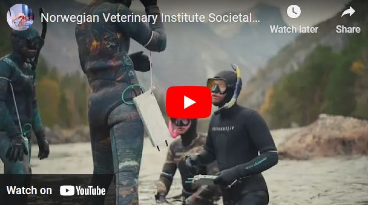 Video The Norwegian Veterinary Institute's societal mission
