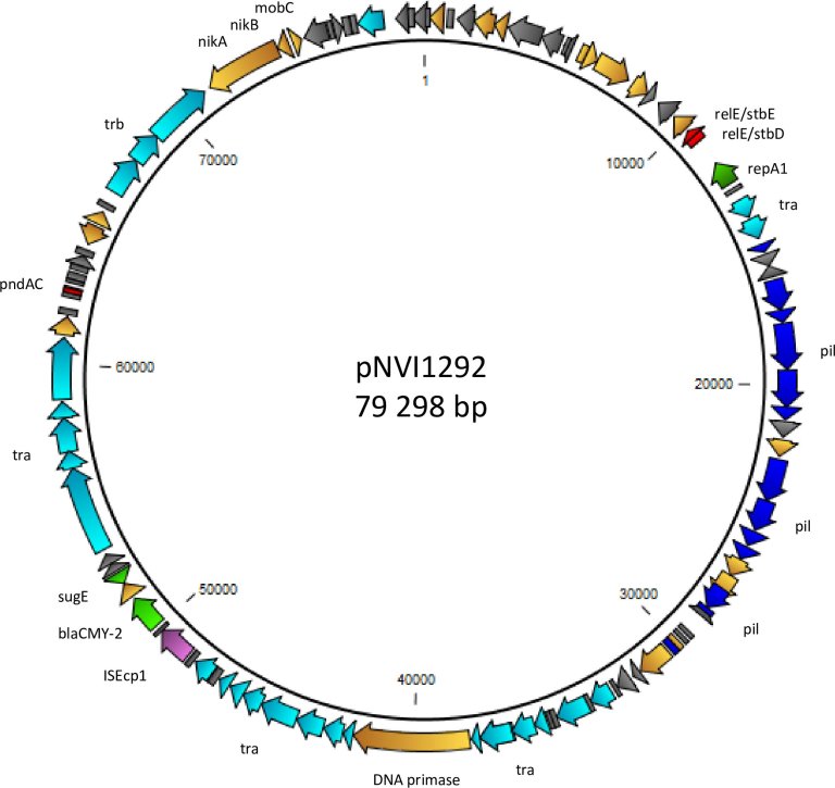 Figure og plasmid