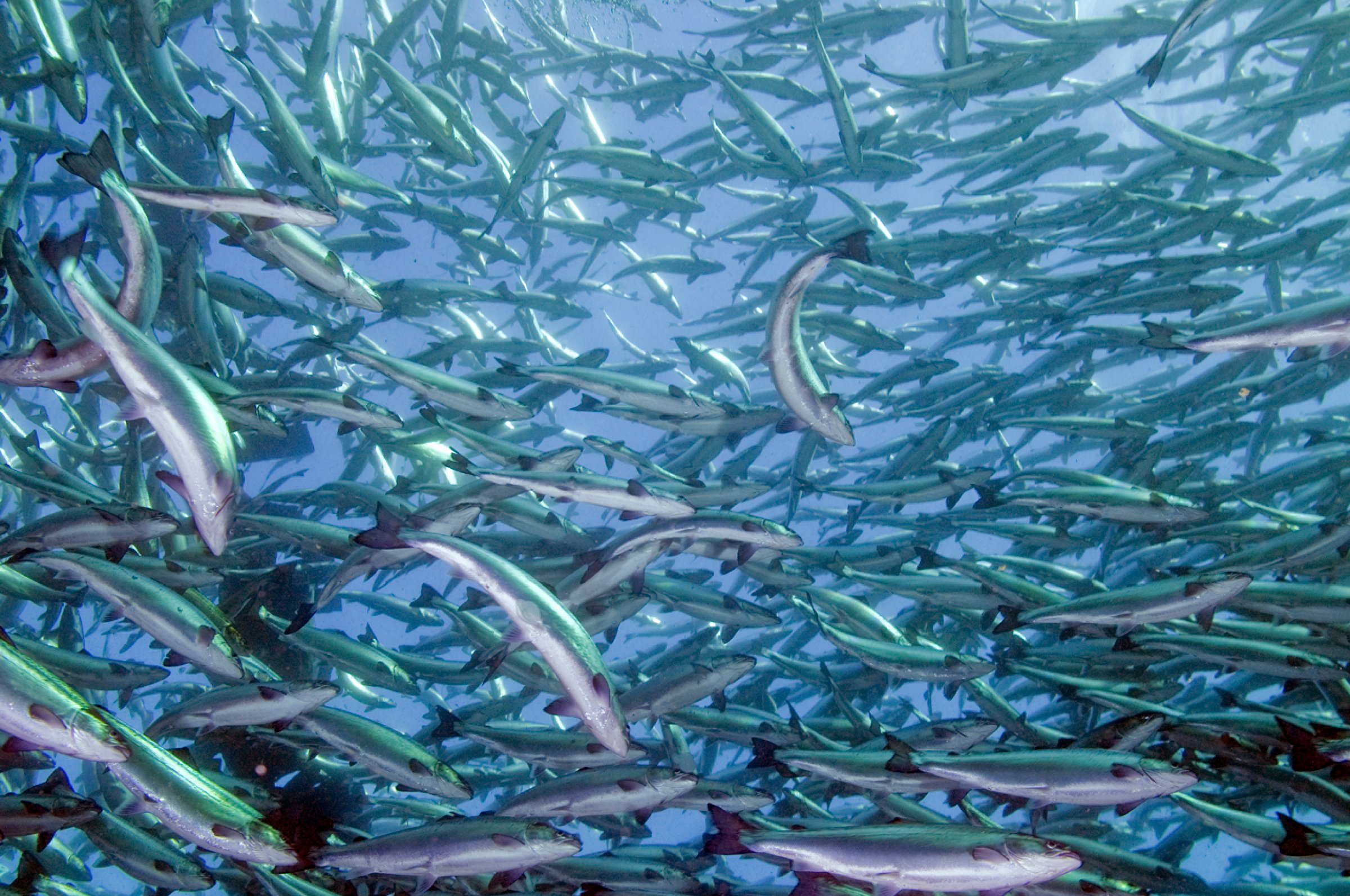 Veterinærinstituttet jobber med dyrevelferd hos husdyr inkludert fisk og ville dyr. Foto: Rudolf Svensen