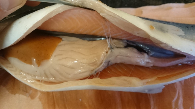 Mindre sammenvoksinger og melaninavleiringer i området rundt stikkpunkt. Foto: Kristoffer Vale Nielsen, Veterinærinstituttet