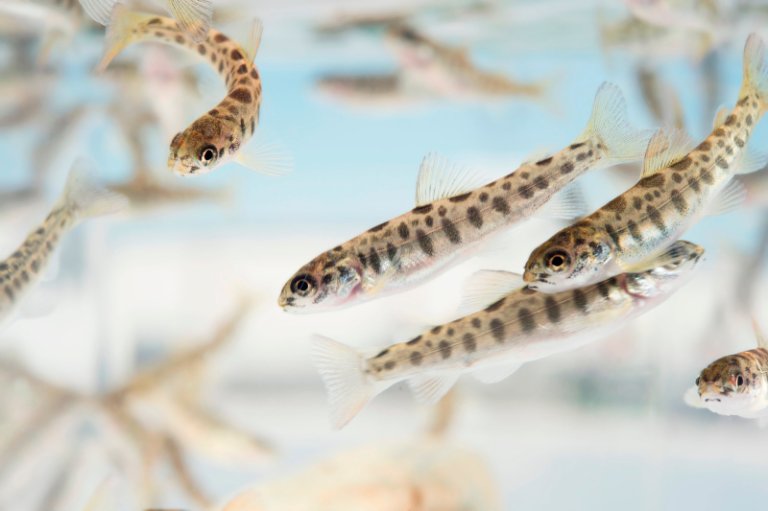 Settefisk. Foto: Johan Wildhagen, Norges sjømatråd