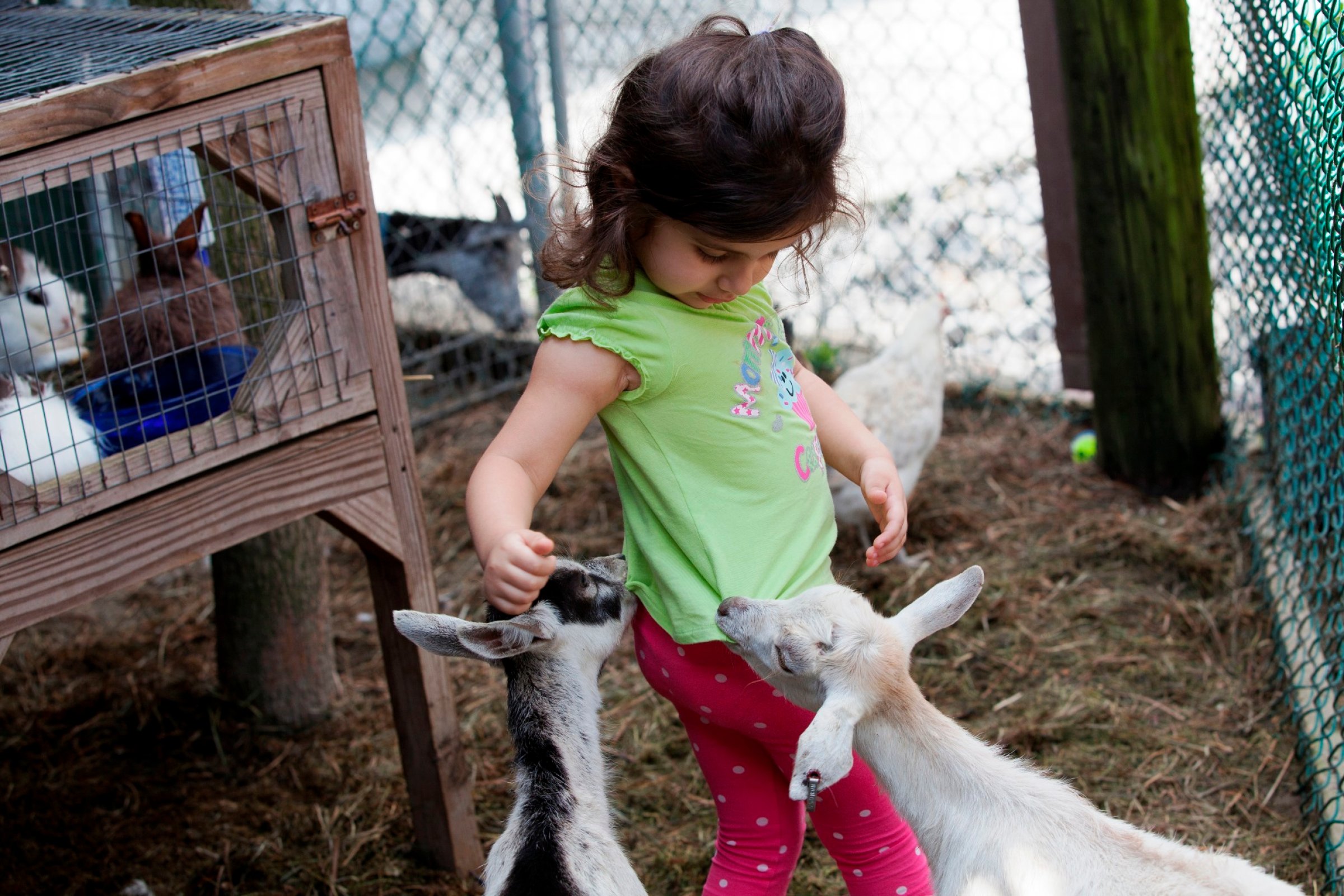 Kontakt med dyr er positivt for både barn og voksne. Foto: Colourbox