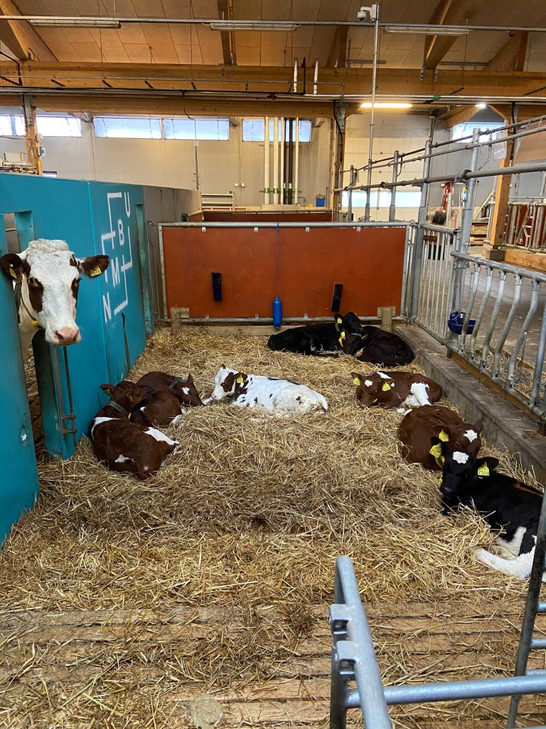 kalvene slapper av JOhanne.jpg