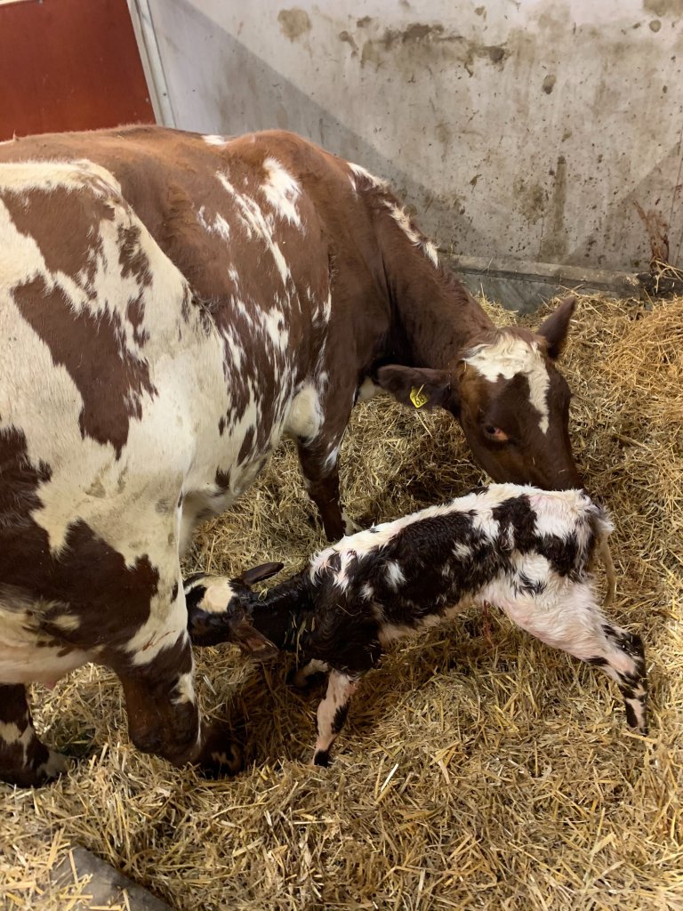 helene nyfødt dier etter 30 min.jpg