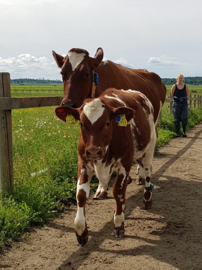 På vei tilbake til fjøset fra beite.jpg