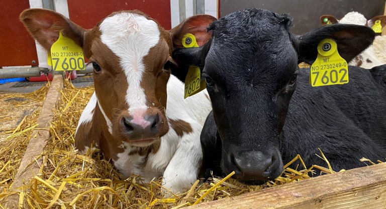 Archie and Laurence (Laura Whalin).jpg