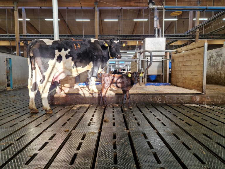 ku og kalv i solstråle.jpg