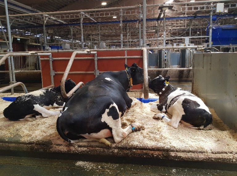 Ku og kalv hviler sammen i liggebås