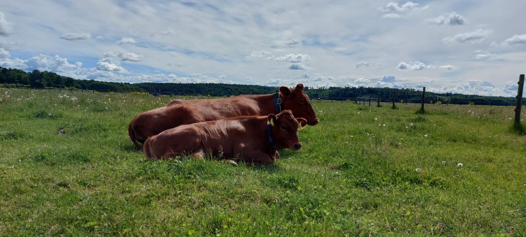 ku og kalv på beite SLU.jpg