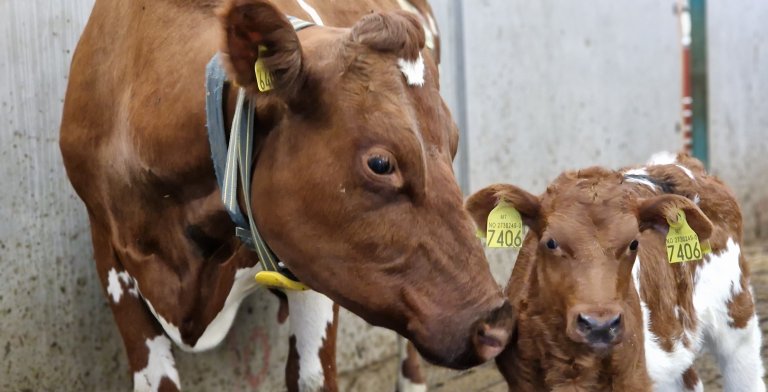 ku og kalv Julie.jpg