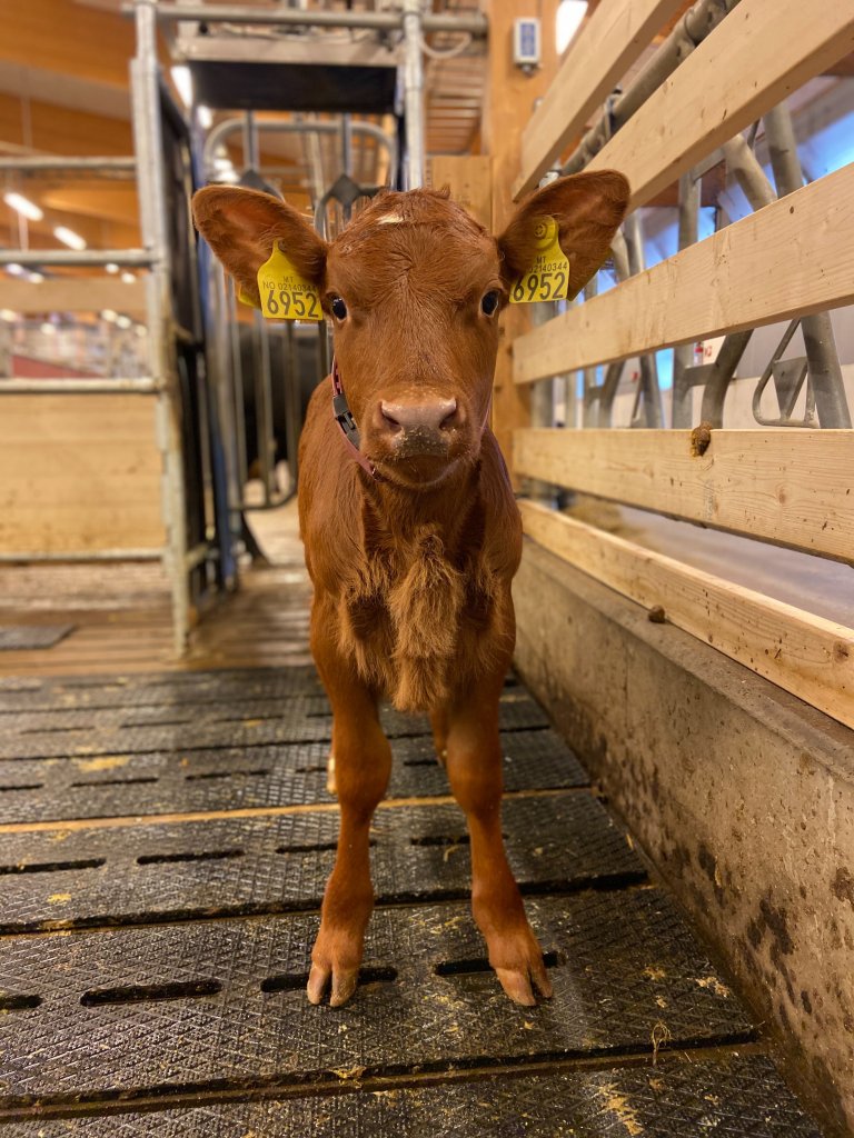 Maren bilde reveenka.jpg