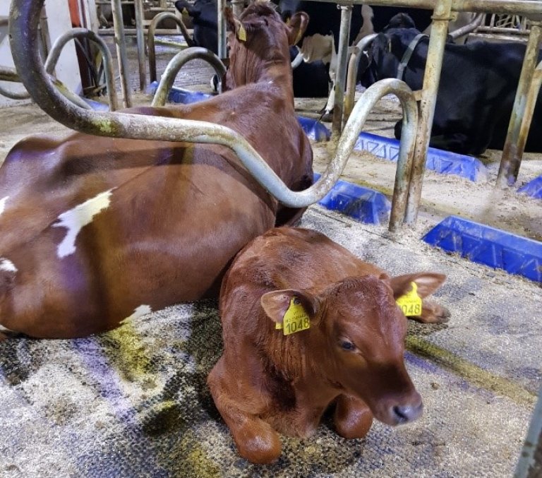 Kalv i liggebås sammen med kua