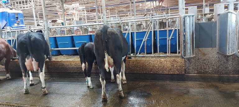 ku og kalv eter sammen.jpg