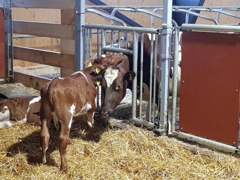 ku ser inn i kalvegjemmet.jpg