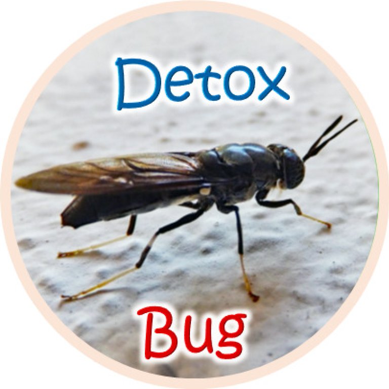 Logo DetoxBug.jpg