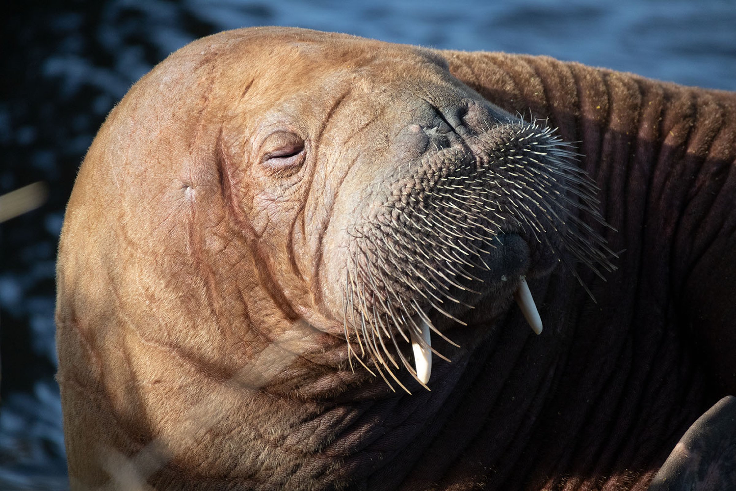 Hvalrossen Freya ble obdusert ved Veterinærinstituttet. Nå overføres skjelettet til Naturhistorisk museum i Oslo. Foto: Shutterstock