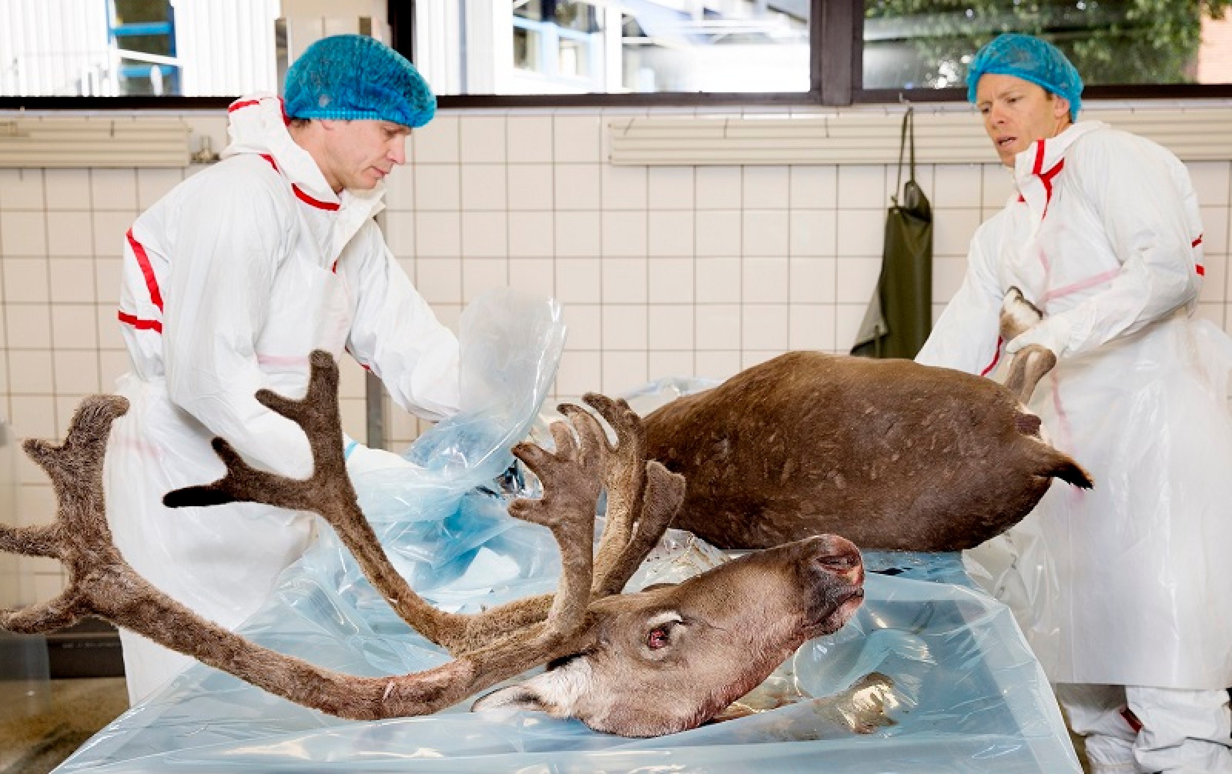 Lite som tyder på at smitten på villrein i Nordfjella har kommet fra Nord-Amerika. Foto: Agnete Brun.