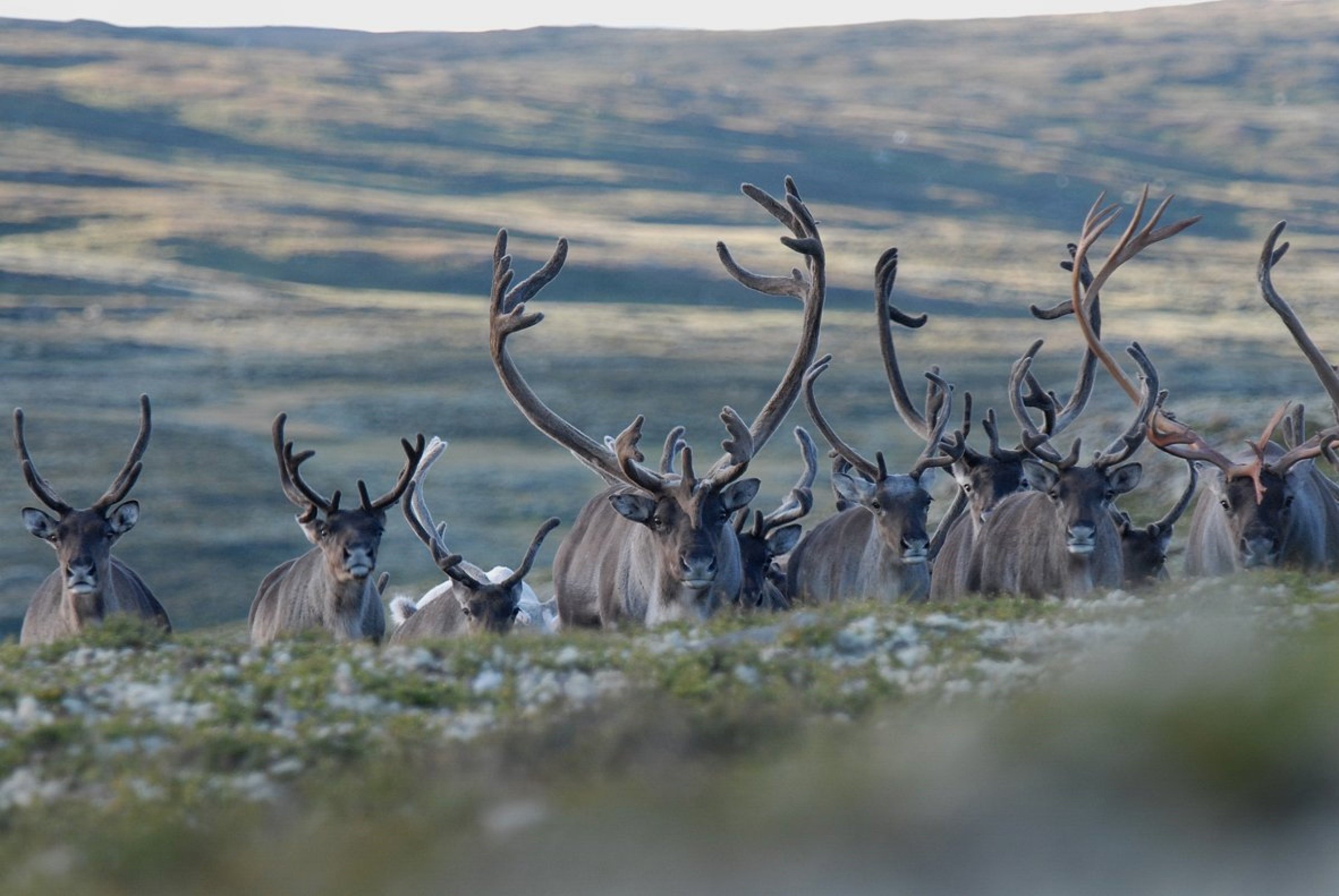Etter at skrantesjuke blei oppdaga i Noreg i 2016 har Veterinærinstituttet analysert over 177 000 prøvar. Foto: Olav Strand