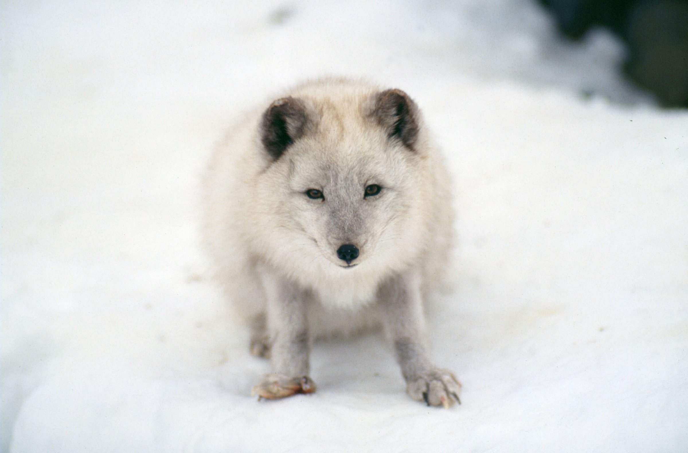 Det er funnet lus hos rev på Svalbard. Veterinærinstituttet oppfordrer hundeeiere å sjekke dyrene sine for lus. Foto: Pixabay